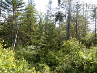 Photo 3: Battist Road in Sundridge: 108-Rural Pictou County Vacant Land for sale (Northern Region)  : MLS®# 202219334
