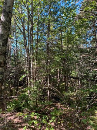 Photo 10: Lots Beaver Harbour Road in Beaver Harbour: 35-Halifax County East Vacant Land for sale (Halifax-Dartmouth)  : MLS®# 202316906
