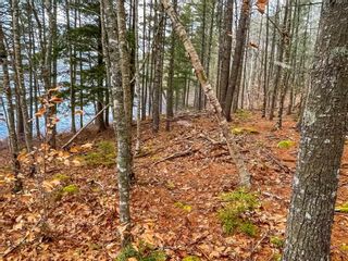 Photo 4: Lot 46 Acres Highway 8 in South Brookfield: 406-Queens County Vacant Land for sale (South Shore)  : MLS®# 202301099