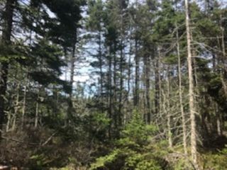 Photo 5: 217 Highway in Central Grove: 401-Digby County Vacant Land for sale (Annapolis Valley)  : MLS®# 202001807