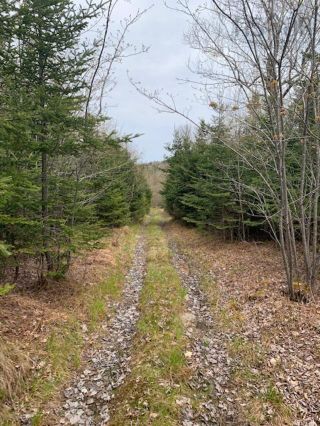 Photo 6: Lot WA - 2 Moser River North Road in Moser River: 35-Halifax County East Vacant Land for sale (Halifax-Dartmouth)  : MLS®# 202309842
