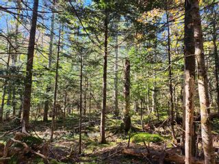 Photo 8: Lot Greenfield Road in Greenfield: Kings County Vacant Land for sale (Annapolis Valley)  : MLS®# 202403693