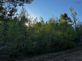 Photo 7: 6.37 acres Highway 4 in Pine Tree: 108-Rural Pictou County Vacant Land for sale (Northern Region)  : MLS®# 202303532