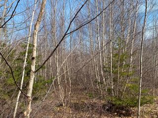 Photo 10: Lot 11 Pictou Landing Road in Little Harbour: 108-Rural Pictou County Vacant Land for sale (Northern Region)  : MLS®# 202304915
