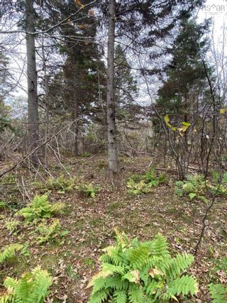 Photo 16: LOT Three Brooks Road in Caribou: 108-Rural Pictou County Vacant Land for sale (Northern Region)  : MLS®# 202304226