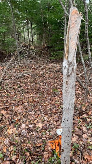 Photo 8: 24-4 Little Harbour Road in Frasers Mountain: 108-Rural Pictou County Vacant Land for sale (Northern Region)  : MLS®# 202409210