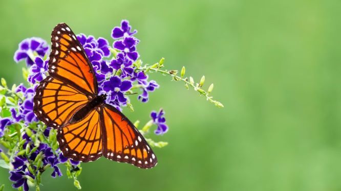 5 Tips for Creating a Butterfly Garden in Your Backyard