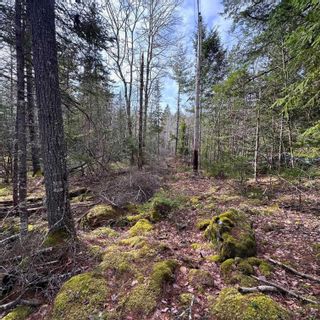 Photo 6: Lot 38 Sand Cove Road in Westfield: 406-Queens County Vacant Land for sale (South Shore)  : MLS®# 202404708