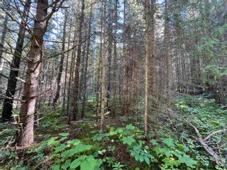 Photo 20: LOT 3 CAVE Road in Williams Lake: Horsefly Land for sale : MLS®# R2719437