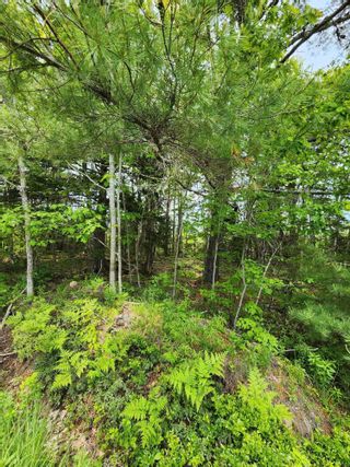 Photo 5: Lot 15 Charlton Road in West Springhill: Annapolis County Vacant Land for sale (Annapolis Valley)  : MLS®# 202400082