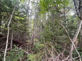 Photo 7: Lot 4 Heron Road in Central West River: 108-Rural Pictou County Vacant Land for sale (Northern Region)  : MLS®# 202221259