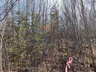 Photo 8: Lot 11 Pictou Landing Road in Little Harbour: 108-Rural Pictou County Vacant Land for sale (Northern Region)  : MLS®# 202304915