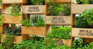 7 Tips for Planting an Edible Garden