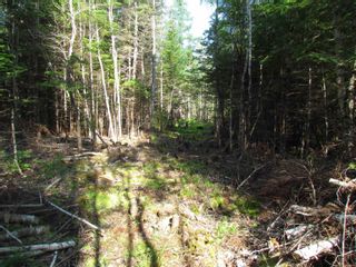 Photo 4: Lot Highway 236 in Kennetcook: 105-East Hants/Colchester West Vacant Land for sale (Halifax-Dartmouth)  : MLS®# 202320951