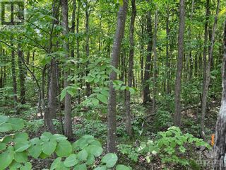 Photo 5: 8022 COOPER HILL ROAD in Metcalfe: Vacant Land for sale : MLS®# 1352528