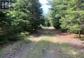Photo 4: Lot Haines 2 Road in Midville Branch: Vacant Land for sale : MLS®# 202221123