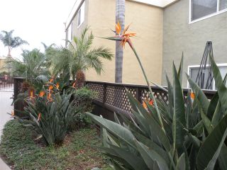 Photo 15: CLAIREMONT Condo for sale : 2 bedrooms : 6750 Beadnell Way #51 in San Diego