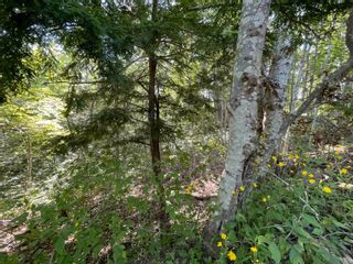 Photo 16: Lot 21-1 Seaview Cemetary Road in Bay View: 108-Rural Pictou County Vacant Land for sale (Northern Region)  : MLS®# 202219438
