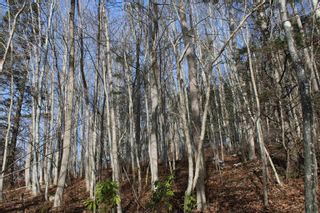 Photo 17: Lot 1 Power Lot Road in Clementsport: Annapolis County Vacant Land for sale (Annapolis Valley)  : MLS®# 202227444