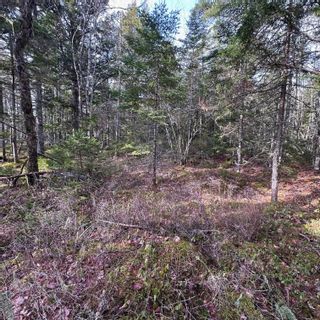 Photo 10: Lot 38 Sand Cove Road in Westfield: 406-Queens County Vacant Land for sale (South Shore)  : MLS®# 202404708