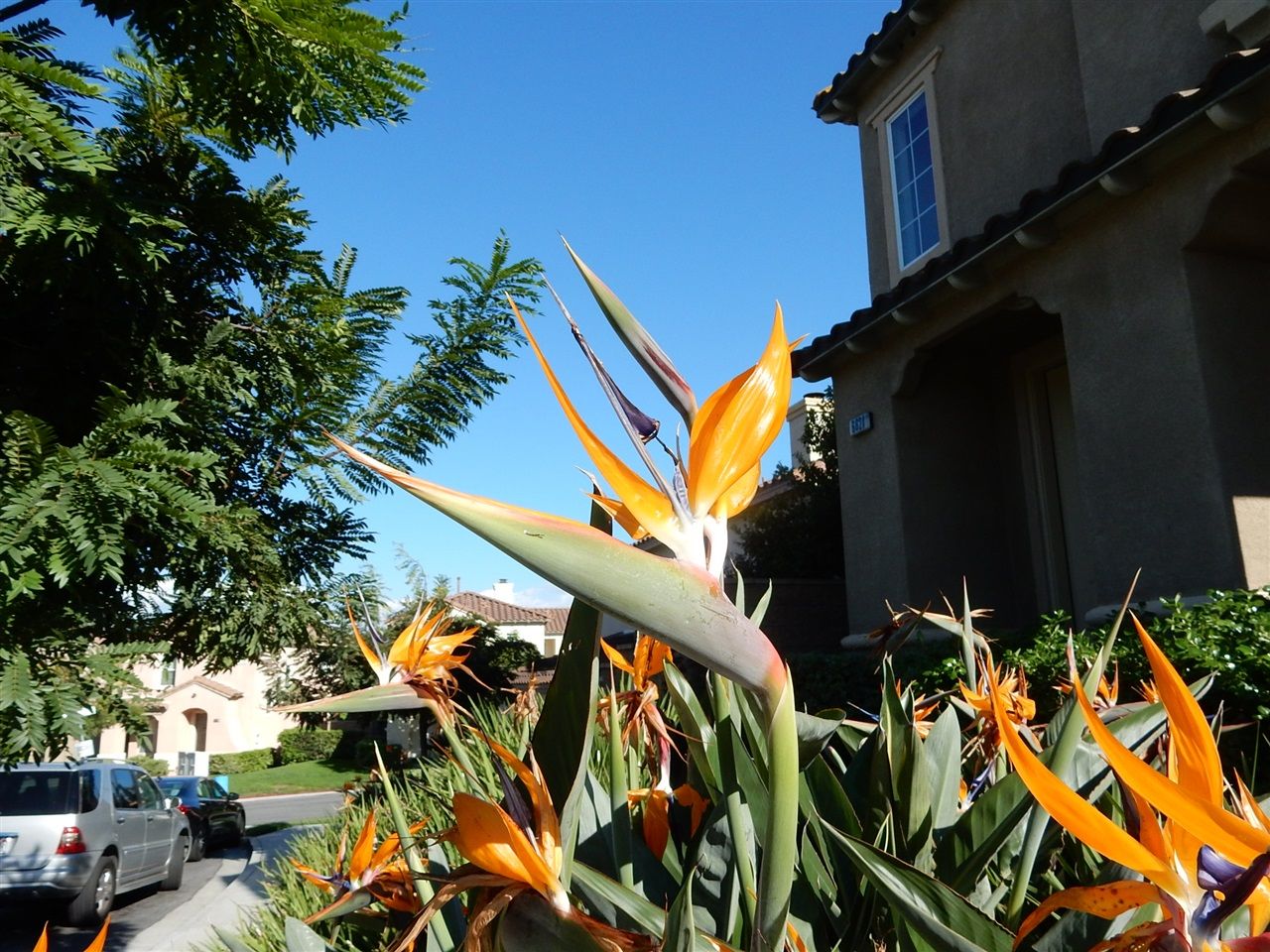 Photo 22: Photos: CARMEL VALLEY House for rent : 3 bedrooms : 6621 Rancho Del Acacia in San Diego