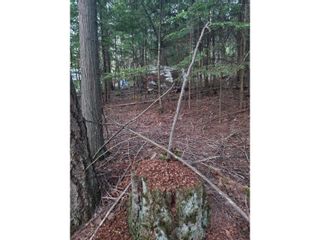 Photo 9: Lot 4 PROCTER EAST ROAD in Harrop: Vacant Land for sale : MLS®# 2472822