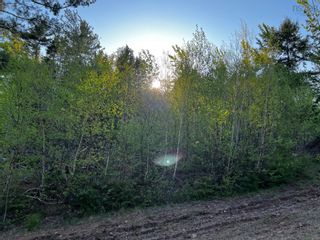 Photo 9: 6.37 acres Highway 4 in Pine Tree: 108-Rural Pictou County Vacant Land for sale (Northern Region)  : MLS®# 202303532