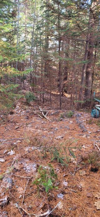 Photo 7: Lot 16 Wells Road in Martins River: 405-Lunenburg County Vacant Land for sale (South Shore)  : MLS®# 202324926