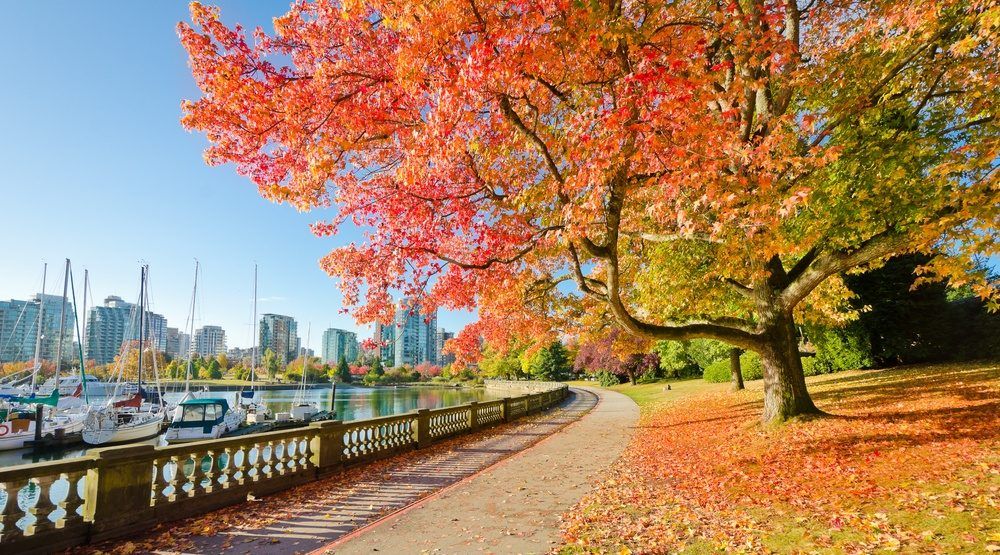 【吃穿玩乐】温哥华秋天的魅力：抓住枫叶之美的摄影窍门