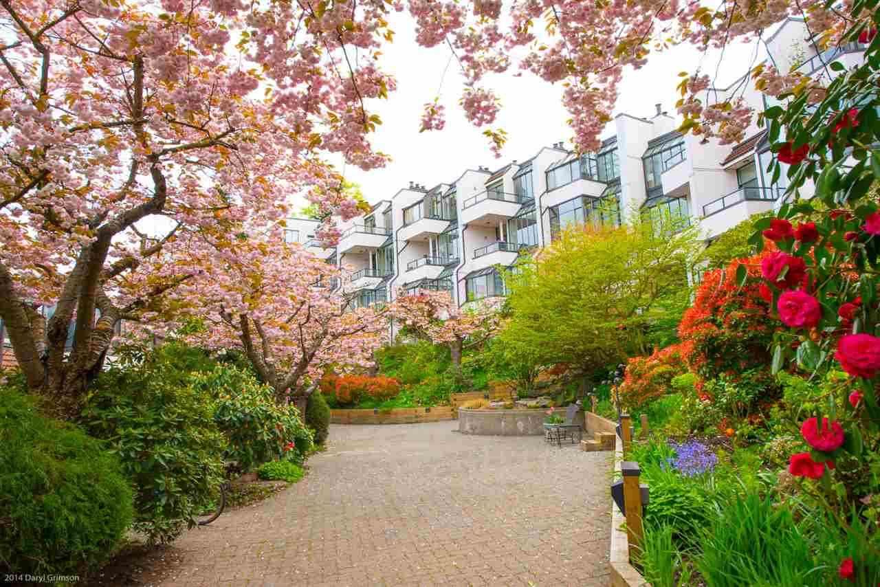 Alder Bay's cherry blossom courtyard