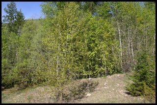 Photo 50: 21 6500 Southwest 15 Avenue in Salmon Arm: Panorama Ranch Vacant Land for sale : MLS®# 10230290