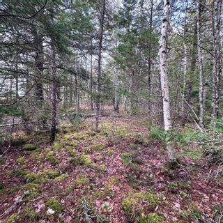 Photo 11: Lot 38 Sand Cove Road in Westfield: 406-Queens County Vacant Land for sale (South Shore)  : MLS®# 202404708