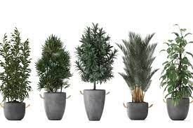 Trees For Containers