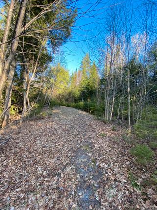 Photo 9: Lot Saunders Road in Durham: 108-Rural Pictou County Vacant Land for sale (Northern Region)  : MLS®# 202129627