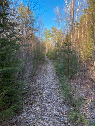 Photo 20: Lot Saunders Road in Durham: 108-Rural Pictou County Vacant Land for sale (Northern Region)  : MLS®# 202129627