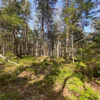 Photo 11: Lot 8 Old Trunk Highway 3 in Hebbs Cross: 405-Lunenburg County Vacant Land for sale (South Shore)  : MLS®# 202312885