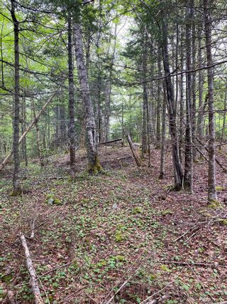 Photo 3: Lot 2 17 Mill Road Forks in Mount Uniacke: 105-East Hants/Colchester West Vacant Land for sale (Halifax-Dartmouth)  : MLS®# 202212137
