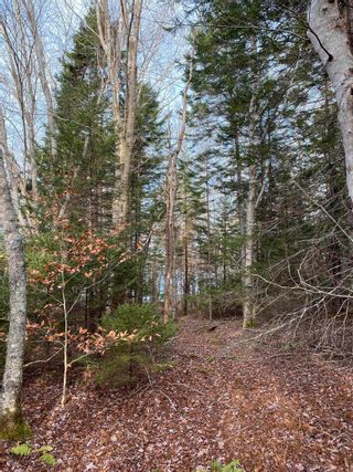 Photo 6: Lot 1 Grosses Coques Road in Grosses Coques: Digby County Vacant Land for sale (Annapolis Valley)  : MLS®# 202209778