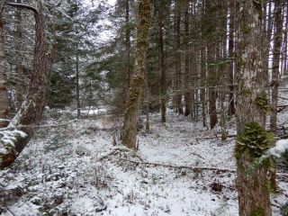 Photo 8: Gunn Road in East Branch: 108-Rural Pictou County Vacant Land for sale (Northern Region)  : MLS®# 202200105
