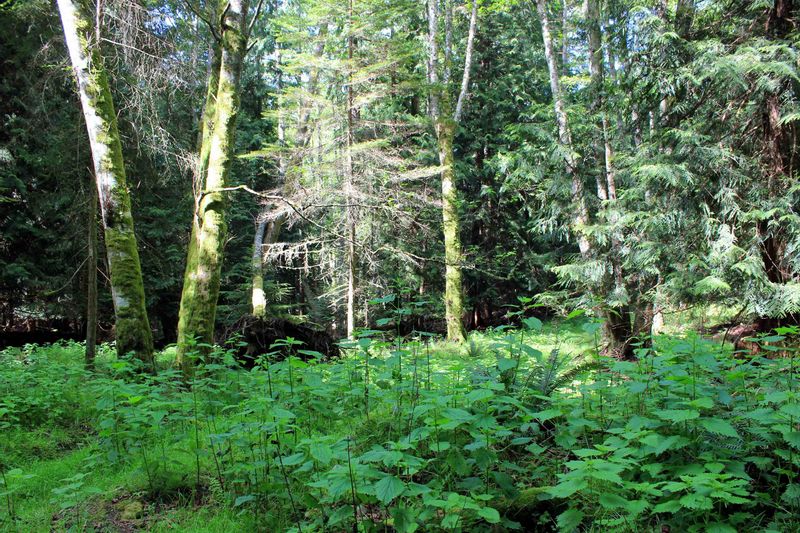 FEATURED LISTING: lot 1 GAINES Road Saturna Island