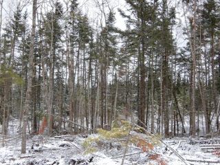 Photo 5: Gunn Road in East Branch: 108-Rural Pictou County Vacant Land for sale (Northern Region)  : MLS®# 202200105