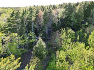 Photo 17: 6.37 acres Highway 4 in Pine Tree: 108-Rural Pictou County Vacant Land for sale (Northern Region)  : MLS®# 202303532
