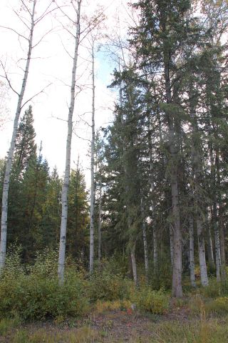 Photo 5: LOT 49 WOLFE ROAD in 100 Mile House: Horse Lake Land Only for sale (100 Mile House (Zone 10))  : MLS®# R2308751