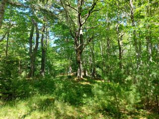 Photo 17: Lot Bowers Road in Lower Ohio: 407-Shelburne County Vacant Land for sale (South Shore)  : MLS®# 202413708