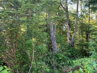 Photo 3: 1797 Rainforest Lane in Ucluelet: PA Ucluelet Land for sale (Port Alberni)  : MLS®# 935642