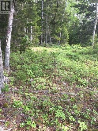 Photo 12: - Maxwell Road in Bonny River: Vacant Land for sale : MLS®# NB058304