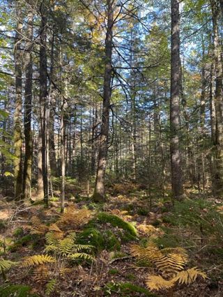 Photo 6: 48 Canoe Lake Estates Road in East Quinan: Hwy 308 North Vacant Land for sale (Yarmouth)  : MLS®# 202223549