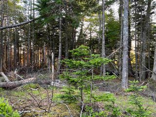 Photo 23: acreage Sonora Road in Sherbrooke: 303-Guysborough County Vacant Land for sale (Highland Region)  : MLS®# 202216267