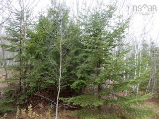 Photo 5: Old Graham Road in Salt Springs: 108-Rural Pictou County Vacant Land for sale (Northern Region)  : MLS®# 202226186