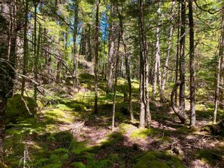 Photo 3: Lot 213 Pine Wood Close in Vaughan: Hants County Vacant Land for sale (Annapolis Valley)  : MLS®# 202216450